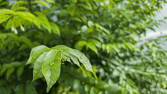 自然界的绿叶上下水 在深绿色背景下雨后潮湿时会淋湿叶子气泡雨滴植物群天气花园宏观液体生长反射图片