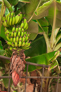 香蕉树和种植绿香蕉的香蕉图片