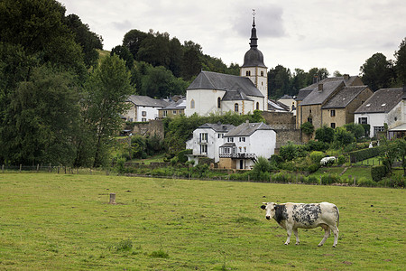 奶牛在切斯皮耶尔前面图片