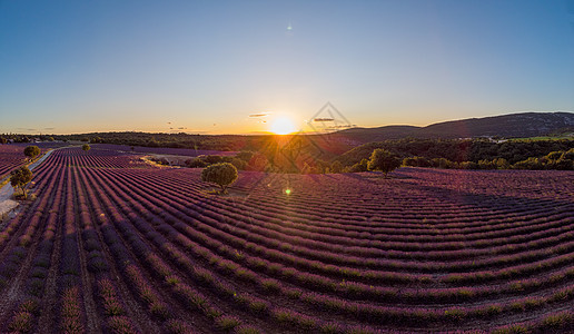 法国东南部Ardeche的拉凡德草地农田植物薰衣草场地季节博物馆农业化妆品香气晴天图片