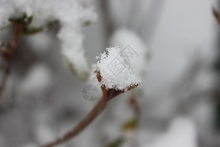 冬季降雪季节 植物叶上下雪天气雪花叶子药品灌木树叶绿色植物公园背景图片