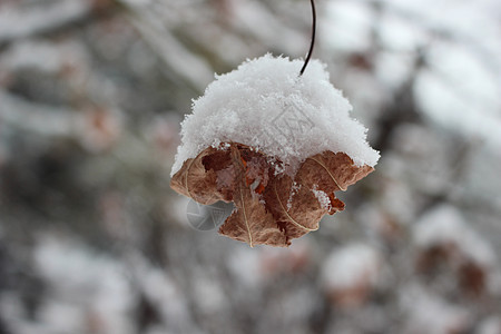 冬季降雪季节 植物叶上下雪树叶药品公园雪花背景叶子灌木天气绿色植物图片