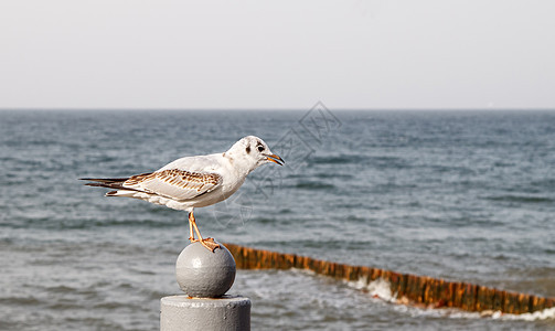 海鸥坐在海边的阳台上羽毛海洋海岸海鸟荒野白色蓝色动物灰色翅膀图片