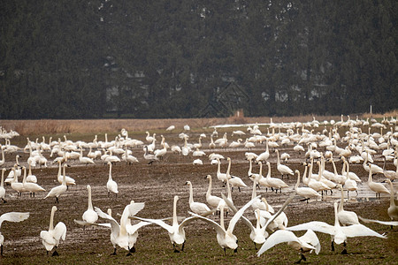 成千上万的苔原天鹅在移徙期间在加拿大的一个农田停留动物羽毛夕阳编队红色鸟类荒野悬浮团体水禽图片