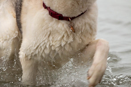 一系列照片显示西伯利亚的霍斯基水滴湿 缺水犬类运动喜悦晴天毛皮跑步海浪动物游泳乐趣图片