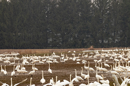 成千上万的苔原天鹅在移徙期间在加拿大的一个农田停留飞行悬浮天空迁移野生动物荒野白鸟沼泽水禽蓝色图片