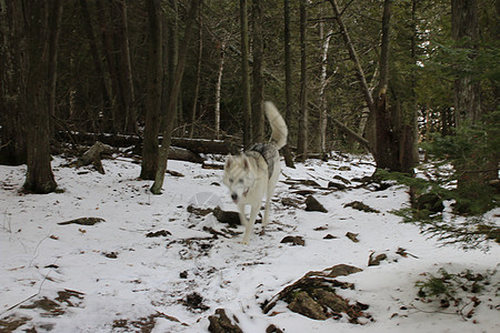 在寒冬的雪林中漫步耳朵森林毛皮冒险团队宠物蓝色哺乳动物雪橇犬类图片