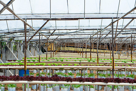 用于种植带灌溉系统的沙拉的现代温室 植物生长产业规模苗圃技术农业栽培水培农田花园食物园艺叶子背景图片