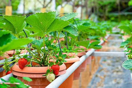 马来西亚草莓种植场 厕所架和灌溉系统草莓农场叶子栽培植物食物农田培育季节花园种植园营养图片