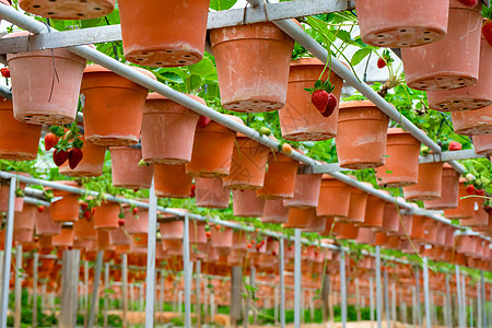 马来西亚草莓种植场 厕所架和灌溉系统草莓农场浆果季节食物温室培育生长农民种植园农业收成图片
