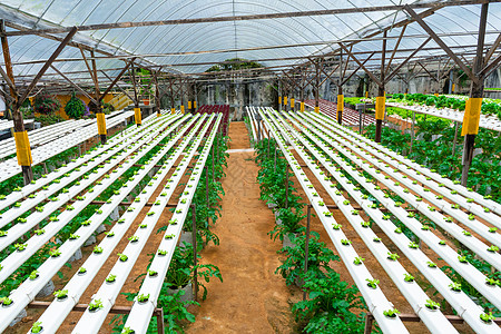 用于种植带灌溉系统的沙拉的现代温室 植物生长产业规模饮食技术食物花园栽培收成水培农田水电蔬菜背景图片