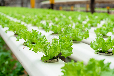 用于种植带灌溉系统的沙拉的现代温室 植物生长产业规模生产园艺场地农业环境饮食农场栽培蔬菜水培图片