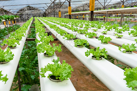 用于种植带灌溉系统的沙拉的现代温室 植物生长产业规模场地饮食苗圃收成叶子水电花园生产园艺蔬菜背景图片