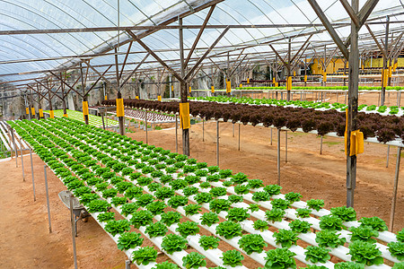用于种植带灌溉系统的沙拉的现代温室 植物生长产业规模收成种植园农业饮食叶子园艺农场农田营养蔬菜背景图片