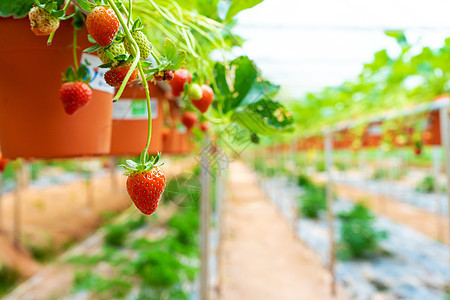 马来西亚草莓种植场 厕所架和灌溉系统草莓农场季节温室栽培收成植物农田营养花园叶子培育图片