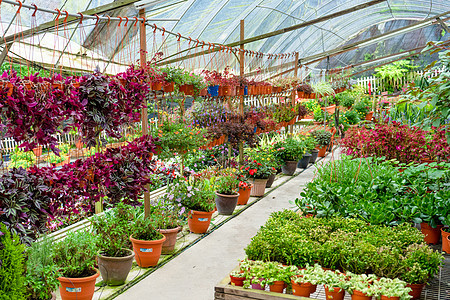 庭院和家的花店室内装饰农场栽培花盆苗圃植物学植物商业销售店铺市场图片