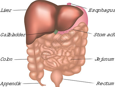 人体矢量信息图中带有器官名称的消化系统图片