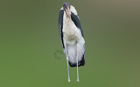 南非Marabou公园十字植物鸟类野鸟花科异国动物野生动物栖息地图片