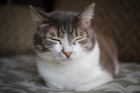 一只白胸灰猫的肖像 聪明高贵的宠物给摄像机摆姿势毛皮头发鼻子朋友哺乳动物耳朵沉思眼睛灰色猫科图片