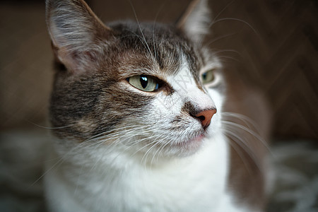 一只白胸灰猫的肖像 聪明高贵的宠物给摄像机摆姿势头发哺乳动物鼻子沉思耳朵毛皮眼睛灰色动物朋友图片