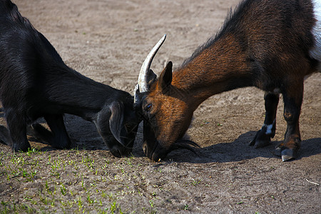 两只山羊贪婪地吞噬了牧草最后一片草地 在干旱中为食物和动物生存而斗争图片