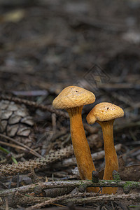 假的甲壳虫磷酸盐(Aurantiaca)图片