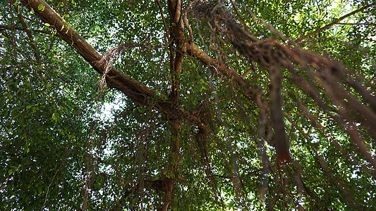 树枝和藤根交织在一起 丛林图片