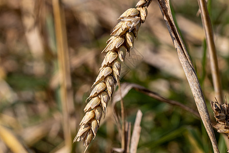 玉米田小麦的特写植物食物农业干旱农民水分粮食土壤制作人面包图片