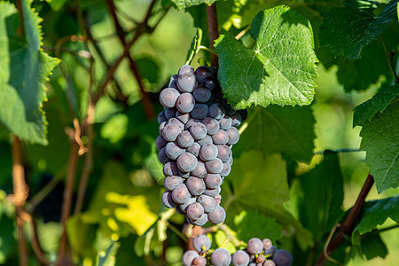 红酒葡萄蓝白葡萄植物藤蔓石板浆果酒商村庄太阳晴天葡萄陡坡图片