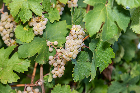 葡萄和赖斯林葡萄植物陡坡葡萄园食物村庄天空酒商蓝色酒窖地窖图片