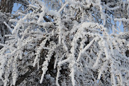 雪霜中的树枝树木分支机构灌木图片