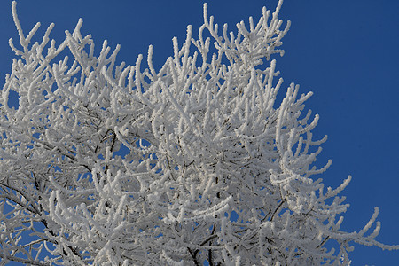 雪霜中的树枝分支机构灌木树木图片