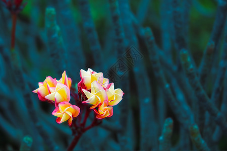 红色红黄白花和frangipani植物 鲜花花芽图片