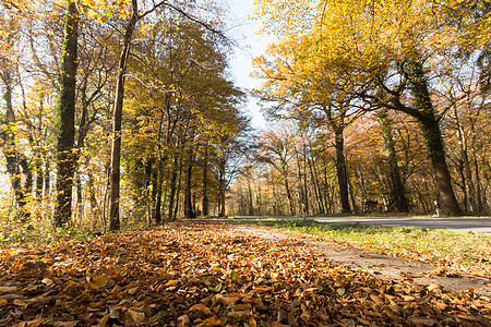 秋天的公园景观五颜六色的树叶和积极的气氛日落太阳天空旅行街道市政叶子休息季节地面图片