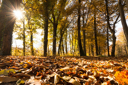 秋天的公园景观落叶满地的森林秋天氛围图片
