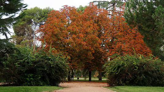 公园树上秋叶的景象图片
