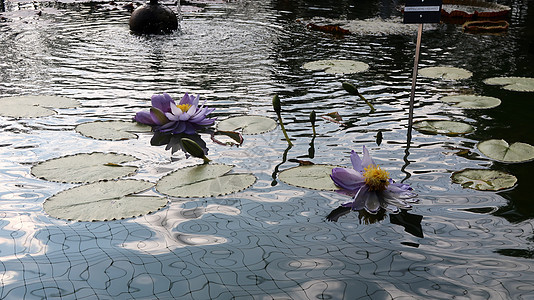 在西班牙马德里皇家植物园 水中反射出的紫色水百合丽花的紧贴面图片