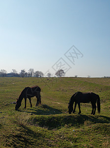 马在绿草地上放牧 马在绿地上吃青草橙子牧羊人牧场马术天空日落日出力量哺乳动物农场图片