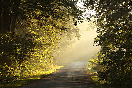 国家公路木头叶子日落人行道森林树木季节踪迹树叶晴天图片