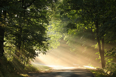 日出时的乡村公路人行道橡木国家小路森林叶子日落阳光晴天公园图片