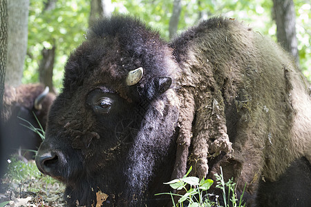 密苏里州圣路易斯附近的龙埃尔克公园Bison麋鹿荒野公园野牛图片