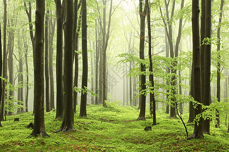 泉水蜂林叶子旅游薄雾活力荒野踪迹树干林地天气风景图片