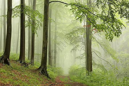 泉水蜂林活力旅游旅行树干小路橡木林地荒野天气山毛榉图片
