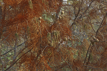 秋天的树锥体生物学叶子柏科紫杉池塘柏树裸子植物植物学图片