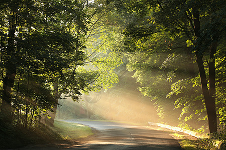 黎明的乡村公路人行道太阳季节橡木小路树叶枝条环境背光叶子图片