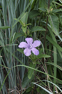 Britton野生花朵的近视图像植物生物生物学单纯形被子紫菜植物学牵牛花爵床图片