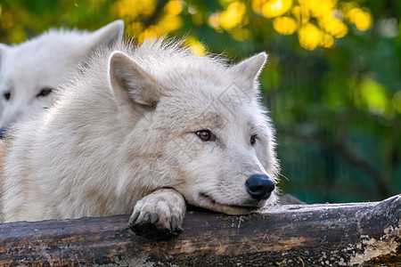 白北极极狼森林危险白狼犬类眼睛野生动物捕食者动物荒野毛皮图片