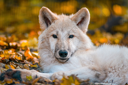 白北极极狼森林生物野生动物动物白狼木材哺乳动物动物园毛皮犬类图片