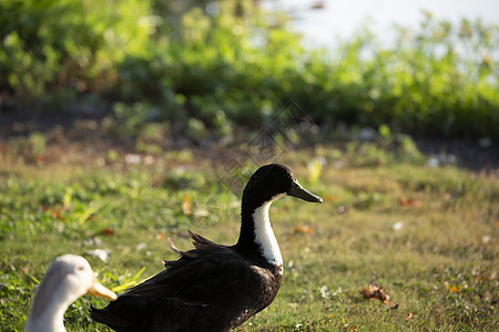 鸭和鹅地面翅膀野鸟栖息地居住风景羽毛生态科学生活图片