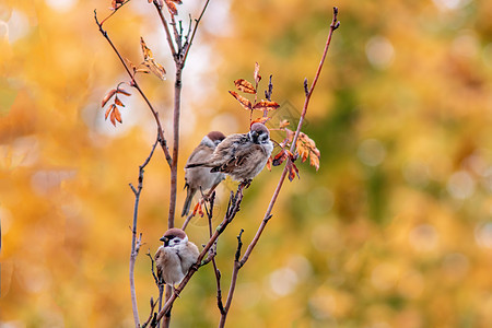 3个麻雀坐在树枝上图片